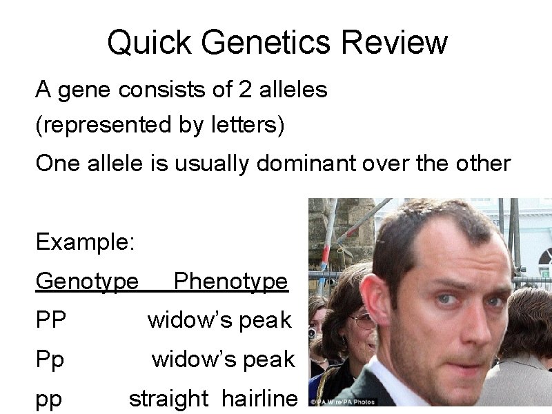 Quick Genetics Review A gene consists of 2 alleles (represented by letters) One allele