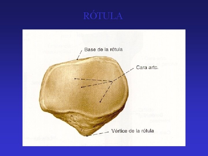 RÓTULA 