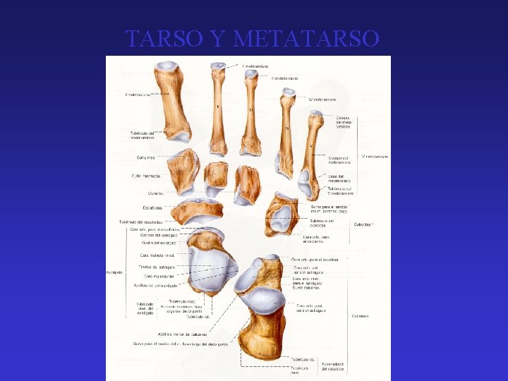 TARSO Y METATARSO 