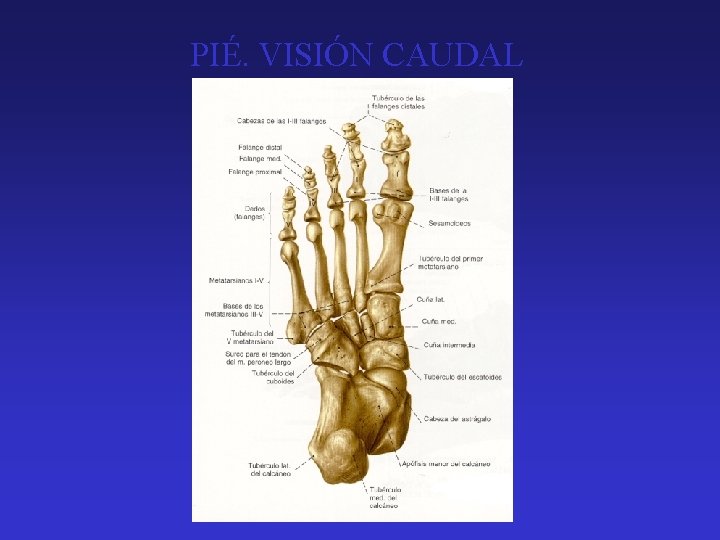 PIÉ. VISIÓN CAUDAL 