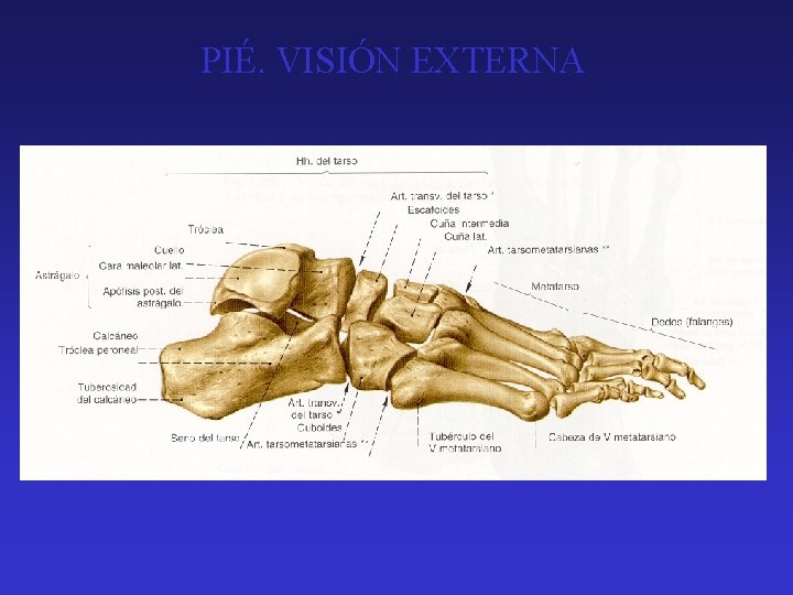 PIÉ. VISIÓN EXTERNA 