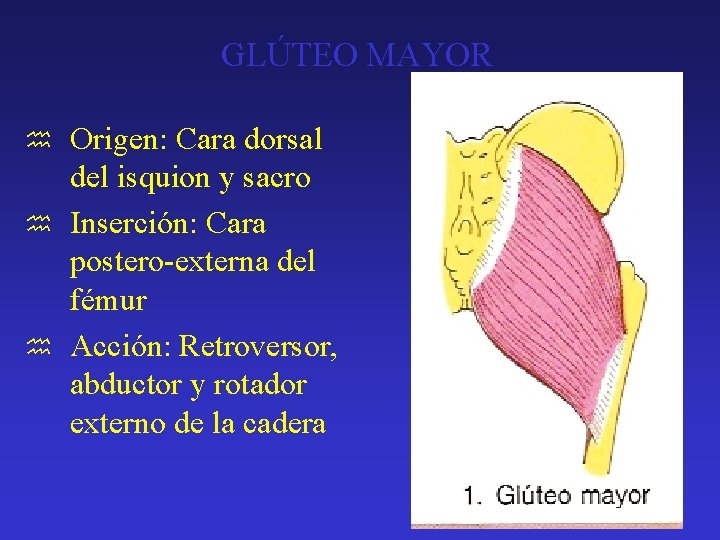 GLÚTEO MAYOR Origen: Cara dorsal del isquion y sacro h Inserción: Cara postero-externa del