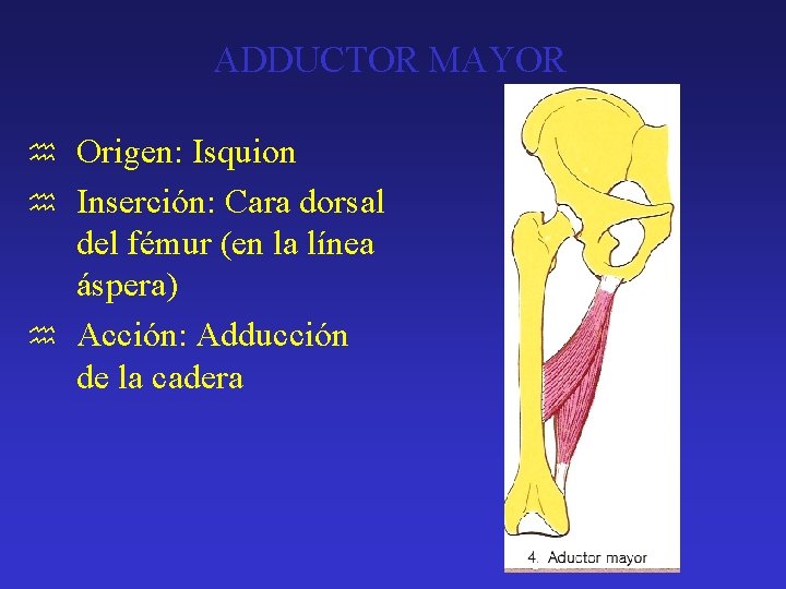 ADDUCTOR MAYOR Origen: Isquion h Inserción: Cara dorsal del fémur (en la línea áspera)