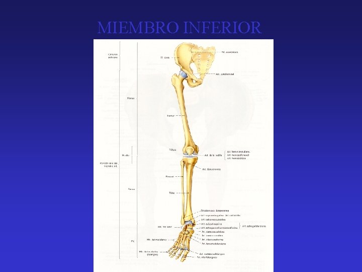 MIEMBRO INFERIOR 