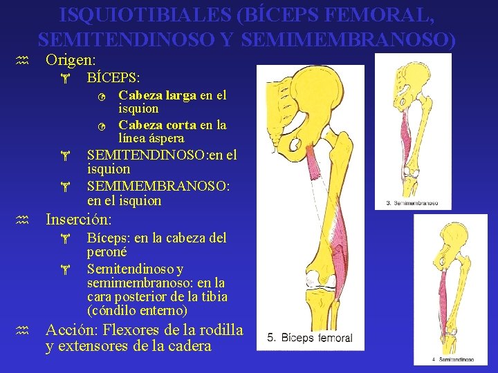 ISQUIOTIBIALES (BÍCEPS FEMORAL, SEMITENDINOSO Y SEMIMEMBRANOSO) h Origen: h Inserción: h BÍCEPS: ü Cabeza