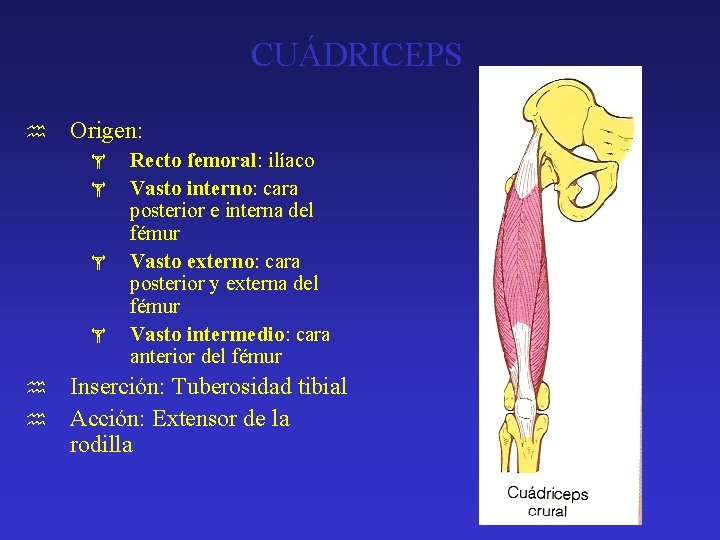 CUÁDRICEPS h Origen: h h Recto femoral: ilíaco Vasto interno: cara posterior e interna