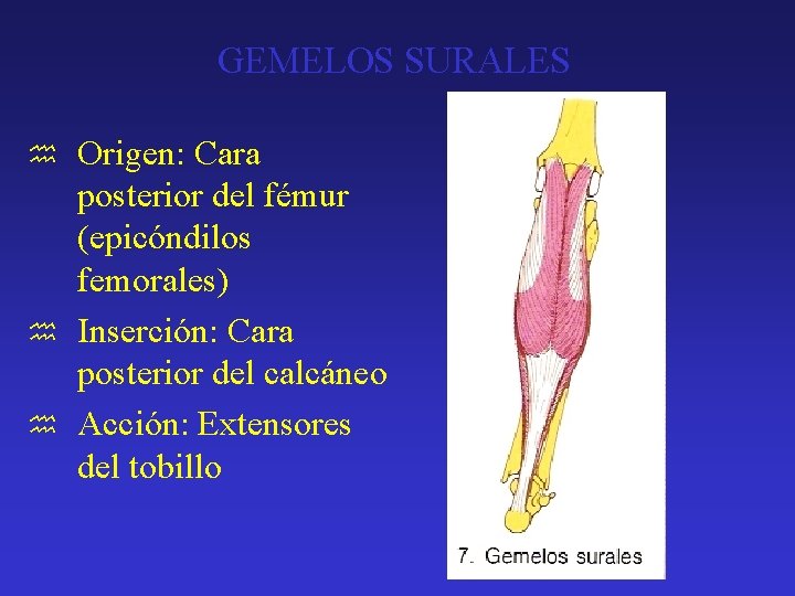 GEMELOS SURALES Origen: Cara posterior del fémur (epicóndilos femorales) h Inserción: Cara posterior del