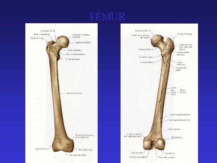 FÉMUR 