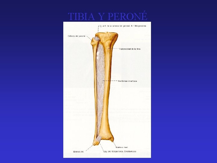 TIBIA Y PERONÉ 