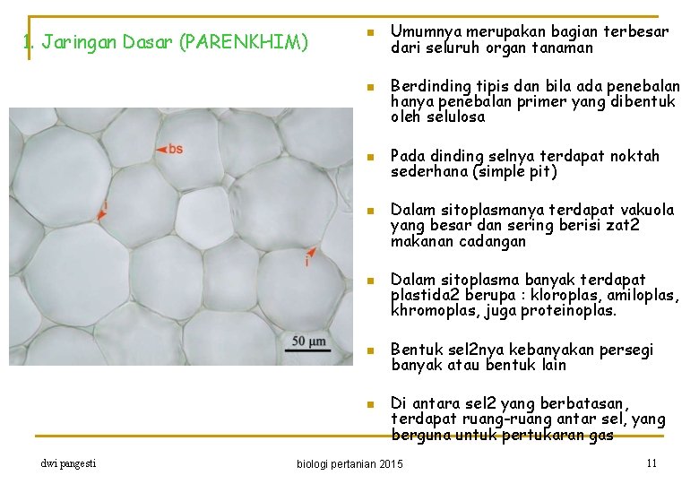 1. Jaringan Dasar (PARENKHIM) n n n n dwi pangesti Umumnya merupakan bagian terbesar
