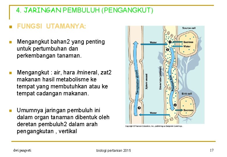 4. JARINGAN PEMBULUH (PENGANGKUT) n FUNGSI UTAMANYA: n Mengangkut bahan 2 yang penting untuk