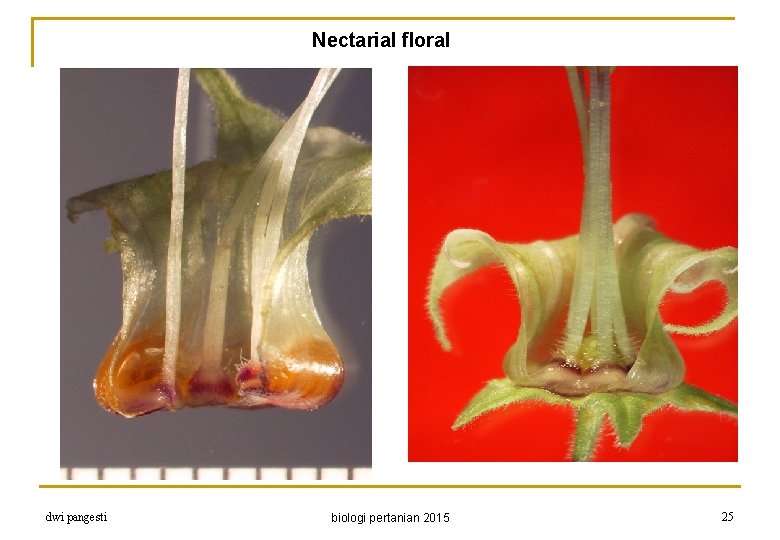 Nectarial floral dwi pangesti biologi pertanian 2015 25 