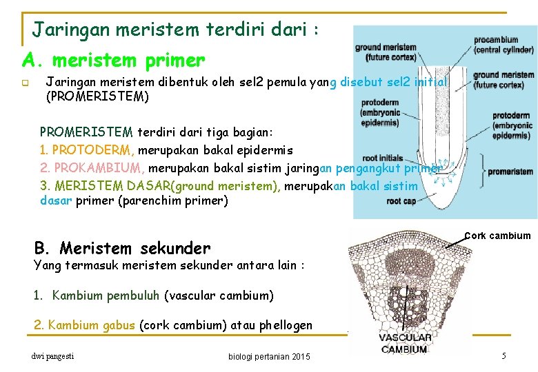 Jaringan meristem terdiri dari : A. meristem primer q Jaringan meristem dibentuk oleh sel