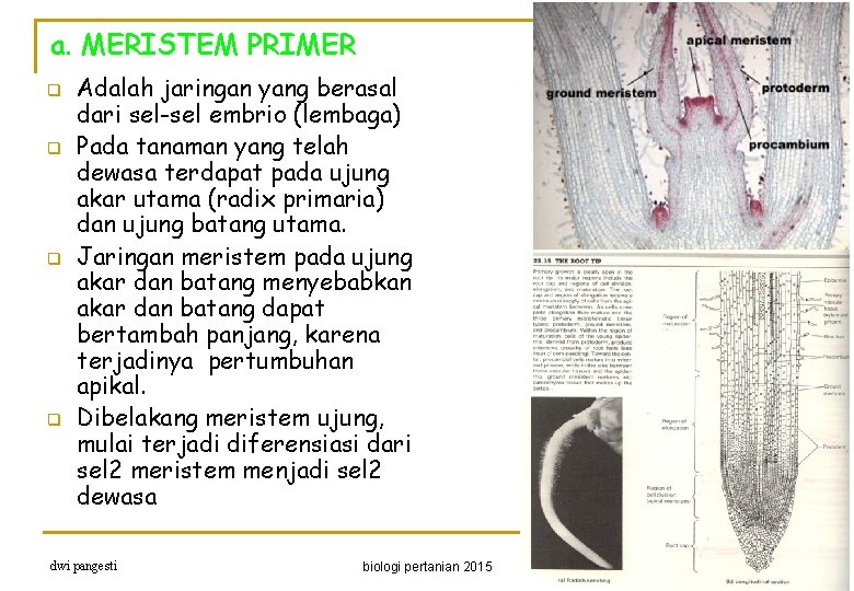 a. MERISTEM PRIMER q q Adalah jaringan yang berasal dari sel-sel embrio (lembaga) Pada