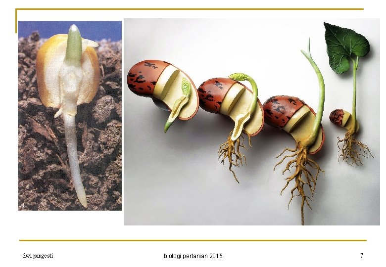 dwi pangesti biologi pertanian 2015 7 