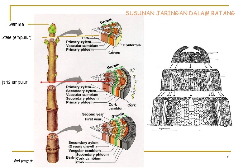 SUSUNAN JARINGAN DALAM BATANG Gemma Stele (empulur) jari 2 empulur biologi pertanian 2015 dwi