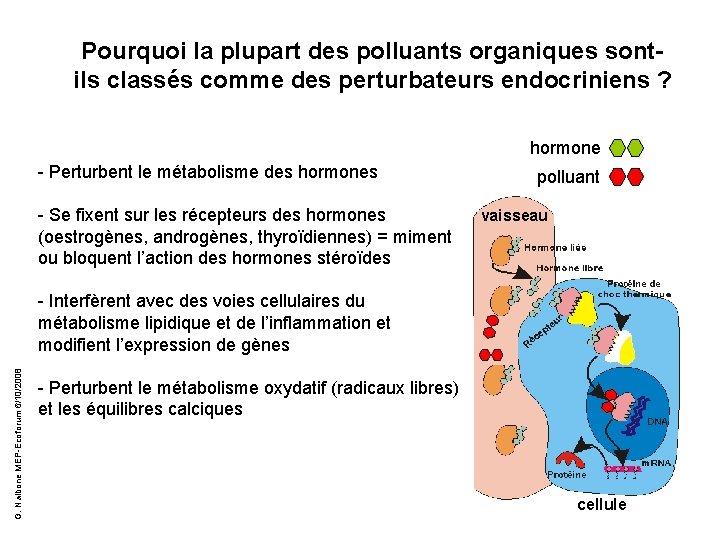 Pourquoi la plupart des polluants organiques sontils classés comme des perturbateurs endocriniens ? hormone