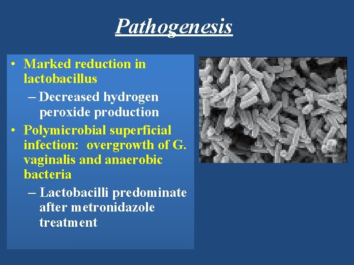 Pathogenesis • Marked reduction in lactobacillus – Decreased hydrogen peroxide production • Polymicrobial superficial