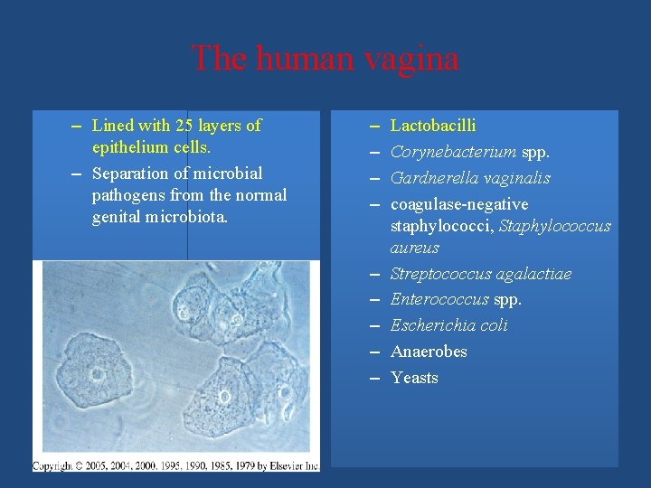 The human vagina – Lined with 25 layers of epithelium cells. – Separation of
