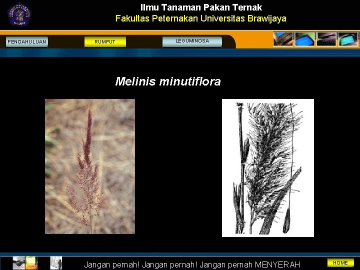 Ilmu Tanaman Pakan Ternak Fakultas Peternakan Universitas Brawijaya PENDAHULUAN RUMPUT LEGUMINOSA Melinis minutiflora Jangan