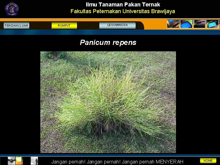 Ilmu Tanaman Pakan Ternak Fakultas Peternakan Universitas Brawijaya PENDAHULUAN RUMPUT LEGUMINOSA Panicum repens Jangan