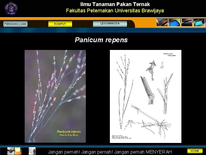 Ilmu Tanaman Pakan Ternak Fakultas Peternakan Universitas Brawijaya PENDAHULUAN RUMPUT LEGUMINOSA Panicum repens Jangan