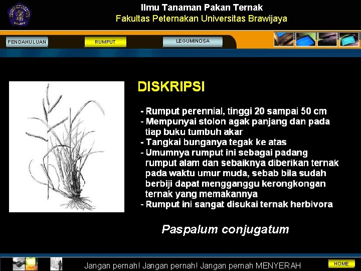 Ilmu Tanaman Pakan Ternak Fakultas Peternakan Universitas Brawijaya PENDAHULUAN RUMPUT LEGUMINOSA Paspalum conjugatum Jangan