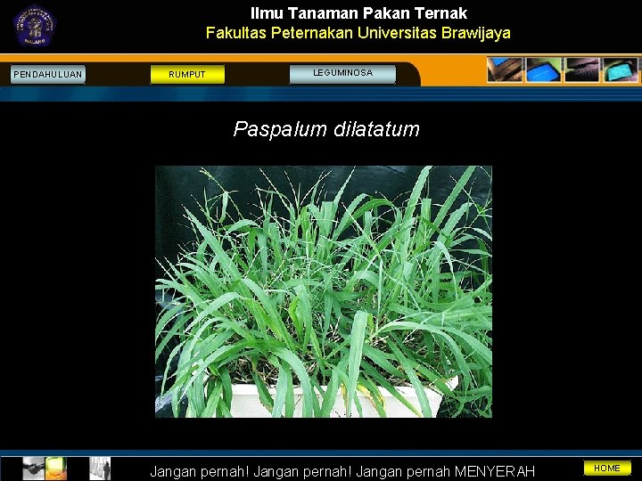 Ilmu Tanaman Pakan Ternak Fakultas Peternakan Universitas Brawijaya PENDAHULUAN RUMPUT LEGUMINOSA Paspalum dilatatum Jangan