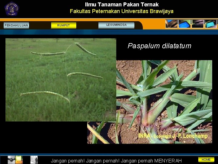 Ilmu Tanaman Pakan Ternak Fakultas Peternakan Universitas Brawijaya PENDAHULUAN RUMPUT LEGUMINOSA Paspalum dilatatum Jangan