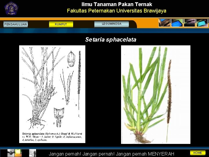 Ilmu Tanaman Pakan Ternak Fakultas Peternakan Universitas Brawijaya PENDAHULUAN RUMPUT LEGUMINOSA Setaria sphacelata Jangan