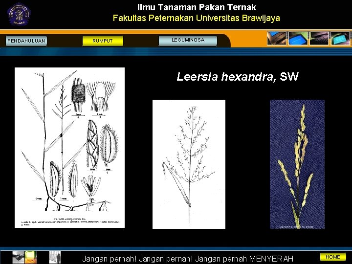 Ilmu Tanaman Pakan Ternak Fakultas Peternakan Universitas Brawijaya PENDAHULUAN RUMPUT LEGUMINOSA Leersia hexandra, SW