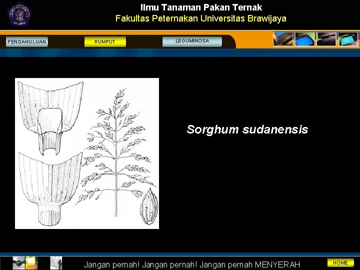 Ilmu Tanaman Pakan Ternak Fakultas Peternakan Universitas Brawijaya PENDAHULUAN RUMPUT LEGUMINOSA Sorghum sudanensis Jangan