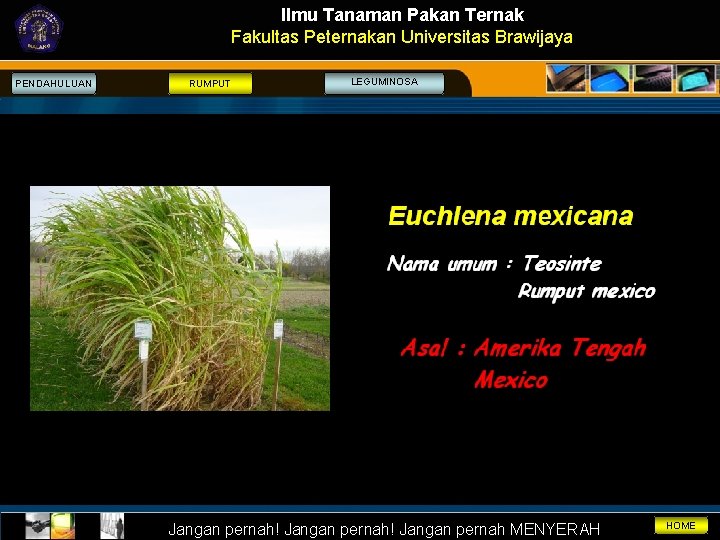 Ilmu Tanaman Pakan Ternak Fakultas Peternakan Universitas Brawijaya PENDAHULUAN RUMPUT LEGUMINOSA Jangan pernah! Jangan