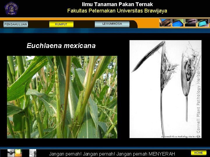 Ilmu Tanaman Pakan Ternak Fakultas Peternakan Universitas Brawijaya PENDAHULUAN RUMPUT LEGUMINOSA Euchlaena mexicana Jangan