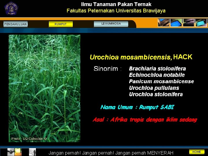 Ilmu Tanaman Pakan Ternak Fakultas Peternakan Universitas Brawijaya PENDAHULUAN RUMPUT LEGUMINOSA Jangan pernah! Jangan