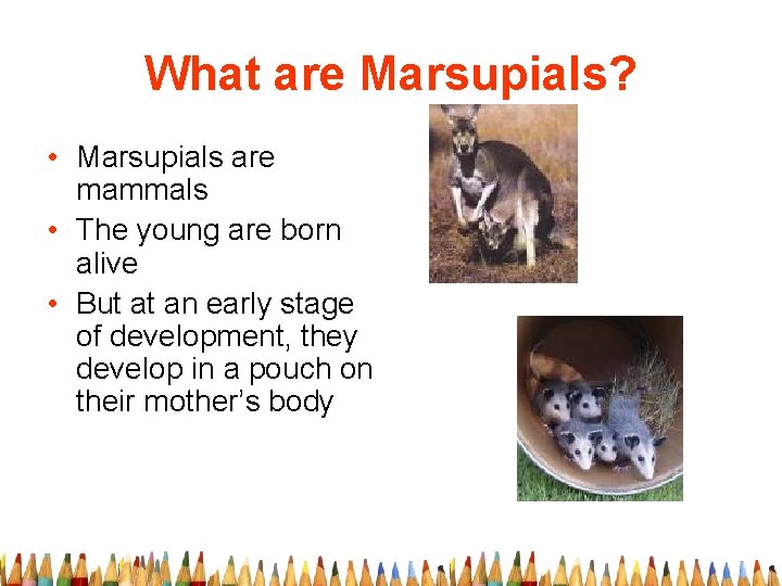 What are Marsupials? • Marsupials are mammals • The young are born alive •