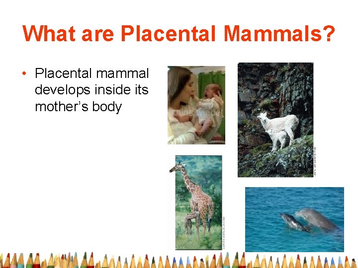 What are Placental Mammals? • Placental mammal develops inside its mother’s body 