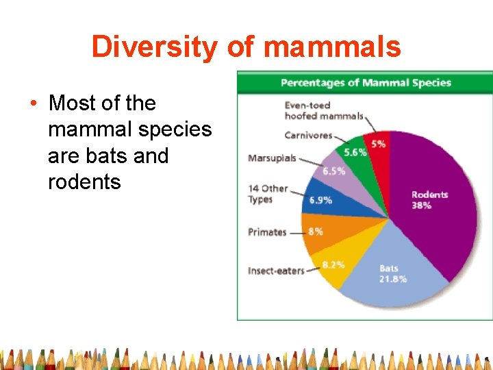 Diversity of mammals • Most of the mammal species are bats and rodents 