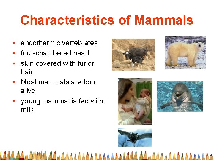 Characteristics of Mammals • endothermic vertebrates • four-chambered heart • skin covered with fur