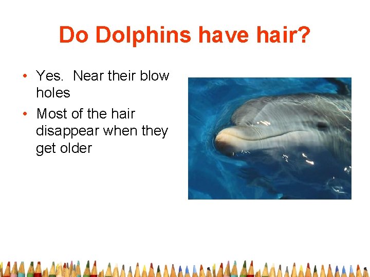Do Dolphins have hair? • Yes. Near their blow holes • Most of the