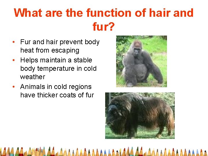 What are the function of hair and fur? • Fur and hair prevent body