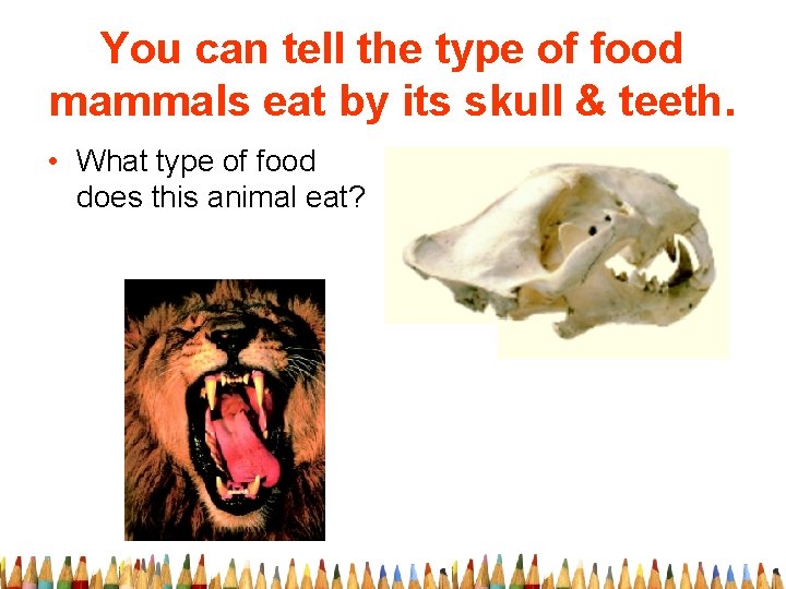 You can tell the type of food mammals eat by its skull & teeth.