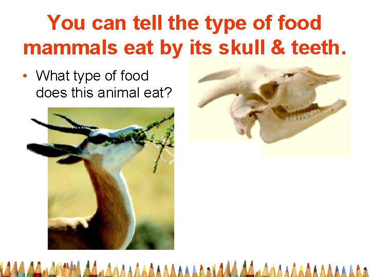 You can tell the type of food mammals eat by its skull & teeth.