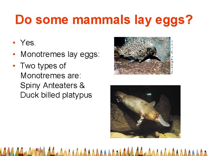 Do some mammals lay eggs? • Yes. • Monotremes lay eggs: • Two types