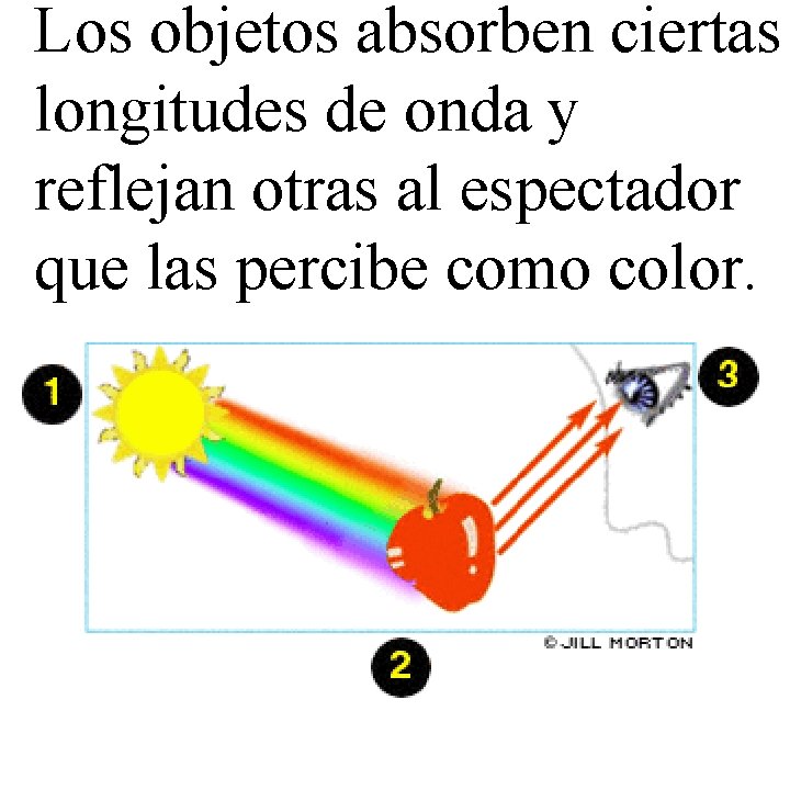 Los objetos absorben ciertas longitudes de onda y reflejan otras al espectador que las