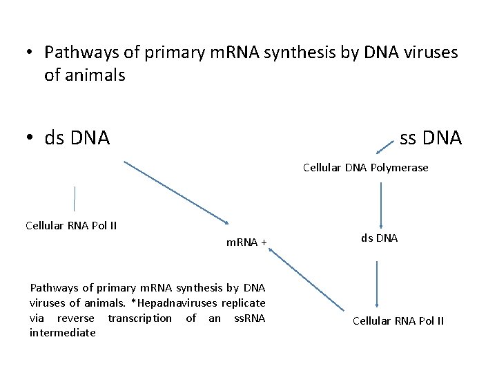 • Pathways of primary m. RNA synthesis by DNA viruses of animals • • Pathways of primary m. RNA synthesis by DNA viruses of animals •