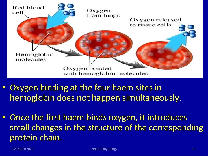 • Oxygen binding at the four haem sites in hemoglobin does not happen