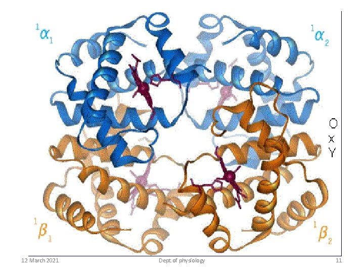 12 March 2021 Dept. of physiology 11 