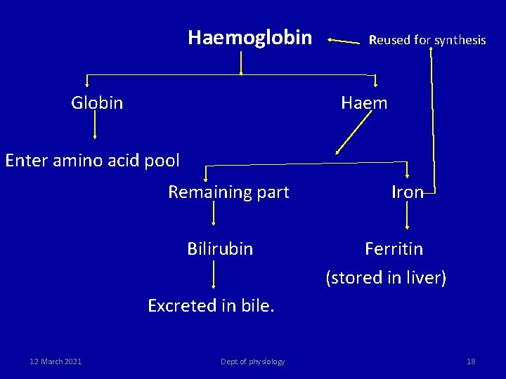 Haemoglobin Globin Reused for synthesis Haem Enter amino acid pool Remaining part Iron Bilirubin