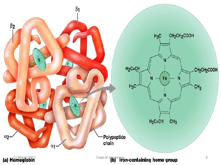12 March 2021 Dept. of physiology 8 